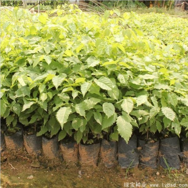 黃花風(fēng)鈴木<a href='http://www.wuzhouwash.com/' target='_blank'>種子</a>