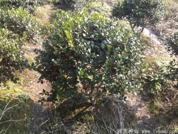 <a href='http://www.wuzhouwash.com/linmuzhongzi/1797.html' target='_blank'>枸骨</a><a href='http://www.wuzhouwash.com/' target='_blank'>種子</a>