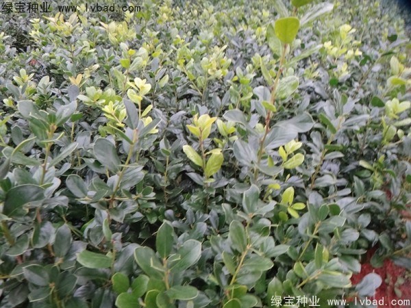 <a href='http://www.wuzhouwash.com/linmuzhongzi/1797.html' target='_blank'>枸骨種子</a>