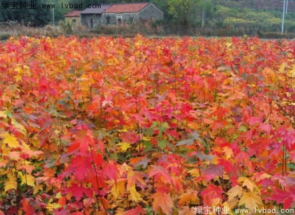 <a href='http://www.wuzhouwash.com/linmuzhongzi/1798.html' target='_blank'>美國紅楓種子</a>