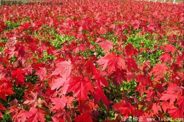 美國<a href='http://www.wuzhouwash.com/linmuzhongzi/1706.html' target='_blank'>紅楓種子</a>