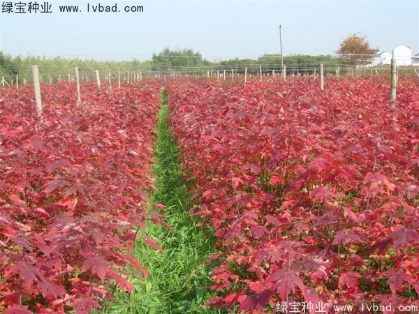 <a href='http://www.wuzhouwash.com/linmuzhongzi/1798.html' target='_blank'>美國紅楓</a><a href='http://www.wuzhouwash.com/' target='_blank'>種子</a>