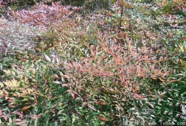 紅天竹<a href='http://www.wuzhouwash.com/' target='_blank'>種子</a>