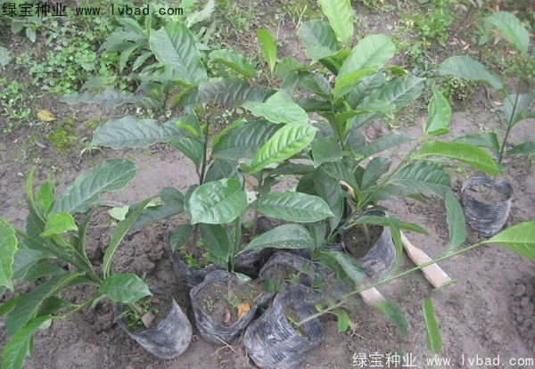 含笑種子