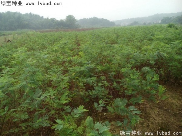 金<a href='http://www.wuzhouwash.com/linmuzhongzi/1718.html' target='_blank'>合歡種子</a>