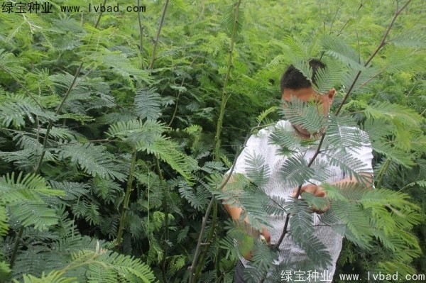 <a href='http://www.wuzhouwash.com/linmuzhongzi/1803.html' target='_blank'>金合歡種子</a>