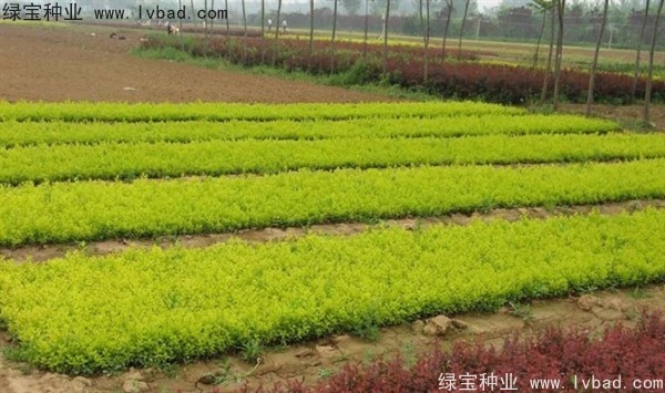 <a href='http://www.wuzhouwash.com/linmuzhongzi/1804.html' target='_blank'>金葉女貞種子</a>