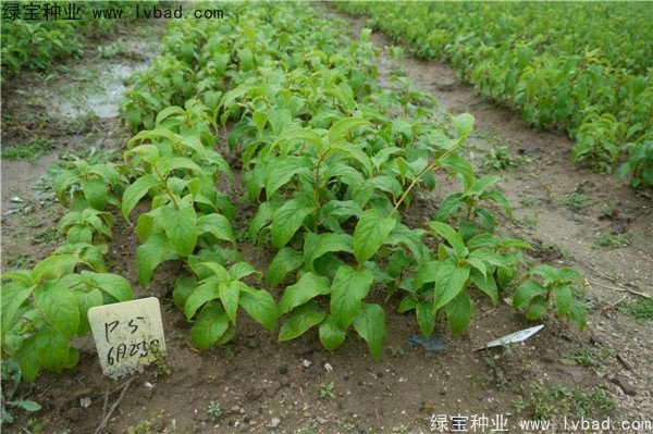 <a href='http://www.wuzhouwash.com/linmuzhongzi/1805.html' target='_blank'>君遷子種子</a>