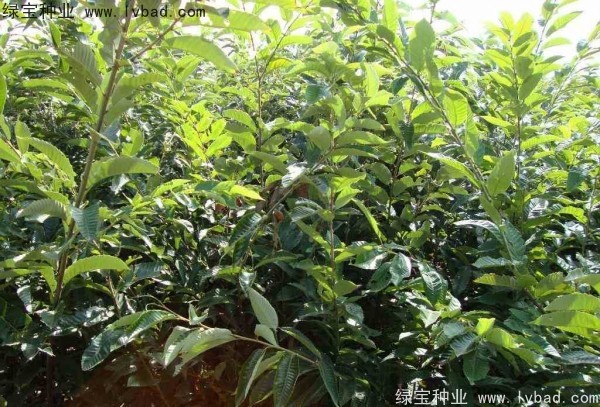 <a href='http://www.wuzhouwash.com/linmuzhongzi/1805.html' target='_blank'>君遷子種子</a>