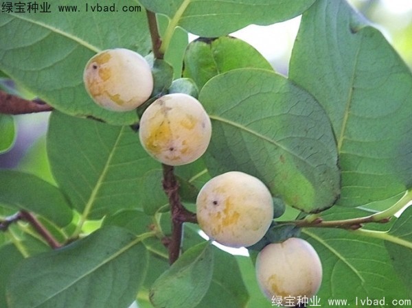 <a href='http://www.wuzhouwash.com/linmuzhongzi/1805.html' target='_blank'>君遷子種子</a>