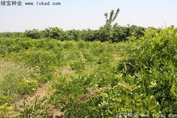 <a href='http://www.wuzhouwash.com/linmuzhongzi/1806.html' target='_blank'>紫藤種子</a>