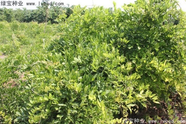 <a href='http://www.wuzhouwash.com/linmuzhongzi/1806.html' target='_blank'>紫藤</a>