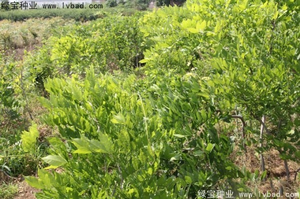 紫藤<a href='http://www.wuzhouwash.com/' target='_blank'>種子</a>