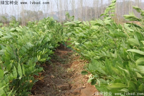 紫藤<a href='http://www.wuzhouwash.com/' target='_blank'>種子</a>