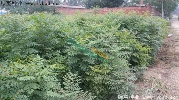 <a href='http://www.wuzhouwash.com/linmuzhongzi/1807.html' target='_blank'>北欒種子</a>