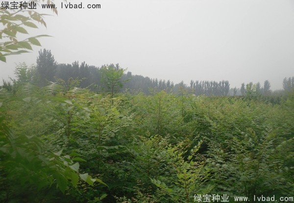 <a href='http://www.wuzhouwash.com/linmuzhongzi/1807.html' target='_blank'>北欒</a><a href='http://www.wuzhouwash.com/' target='_blank'>種子</a>