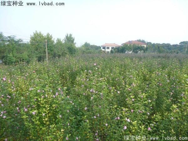 木槿<a href='http://www.wuzhouwash.com/' target='_blank'>種子</a>