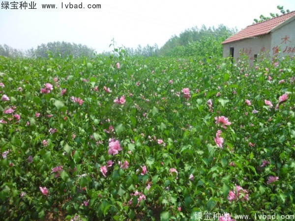 <a href='http://www.wuzhouwash.com/linmuzhongzi/1808.html' target='_blank'>木槿種子</a>