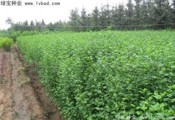 木槿<a href='http://www.wuzhouwash.com/' target='_blank'>種子</a>