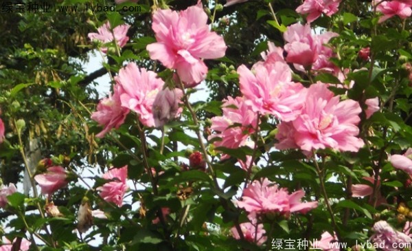 <a href='http://www.wuzhouwash.com/linmuzhongzi/1808.html' target='_blank'>木槿</a><a href='http://www.wuzhouwash.com/' target='_blank'>種子</a>
