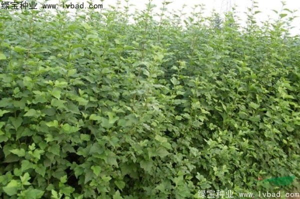 <a href='http://www.wuzhouwash.com/linmuzhongzi/1808.html' target='_blank'>木槿種子</a>