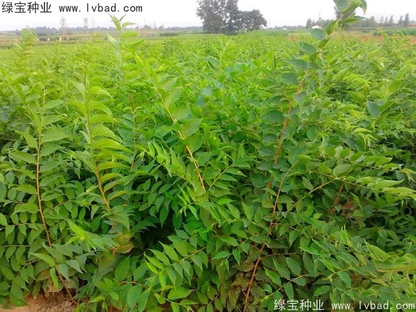 大葉<a href='http://www.wuzhouwash.com/linmuzhongzi/1755.html' target='_blank'>樸樹種子</a>