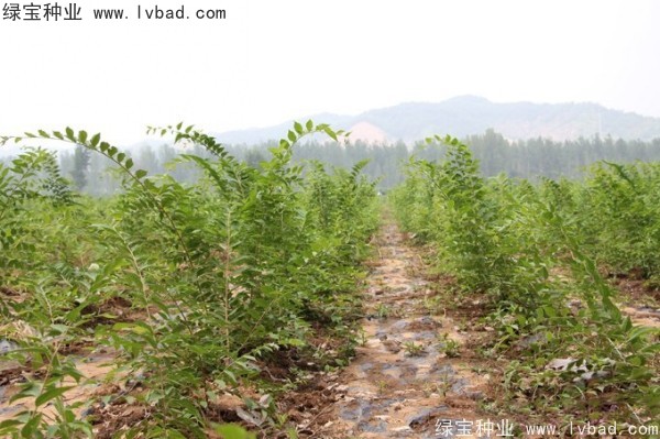 <a href='http://www.wuzhouwash.com/linmuzhongzi/1809.html' target='_blank'>大葉樸樹種子</a>