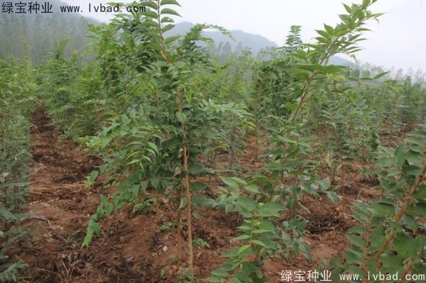 <a href='http://www.wuzhouwash.com/linmuzhongzi/1809.html' target='_blank'>大葉樸樹種子</a>