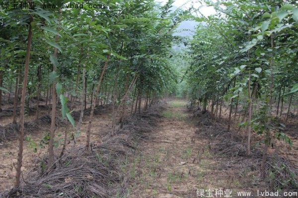 <a href='http://www.wuzhouwash.com/linmuzhongzi/1810.html' target='_blank'>小葉樸樹種子</a>