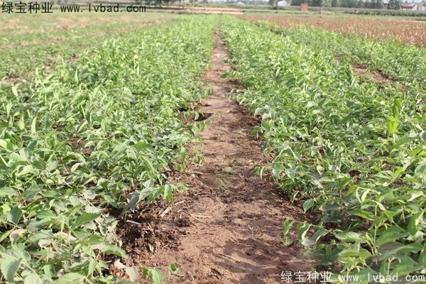 <a href='http://www.wuzhouwash.com/linmuzhongzi/1810.html' target='_blank'>小葉樸樹</a>