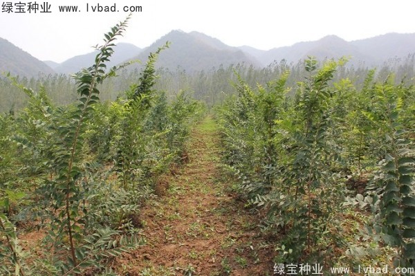 小葉<a href='http://www.wuzhouwash.com/linmuzhongzi/1755.html' target='_blank'>樸樹</a><a href='http://www.wuzhouwash.com/' target='_blank'>種子</a>