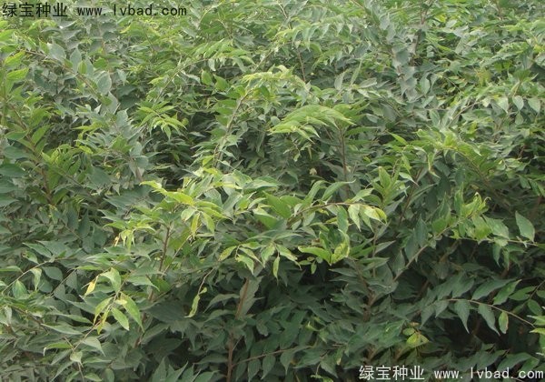<a href='http://www.wuzhouwash.com/linmuzhongzi/1810.html' target='_blank'>小葉樸樹種子</a>