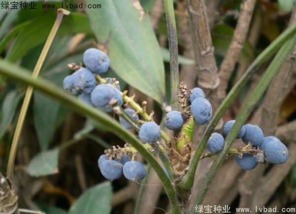 <a href='http://www.wuzhouwash.com/linmuzhongzi/1811.html' target='_blank'>十大功勞種子</a>