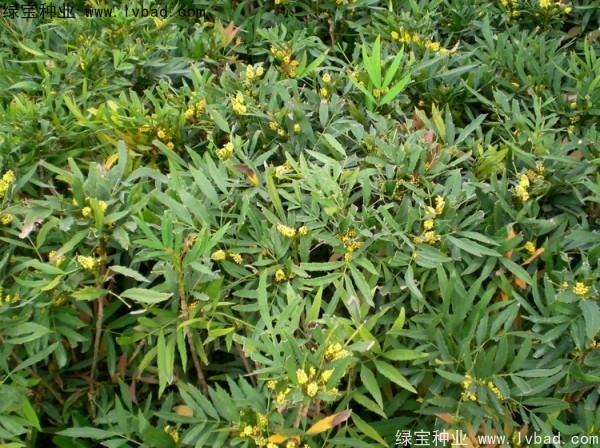 十大功勞<a href='http://www.wuzhouwash.com/' target='_blank'>種子</a>