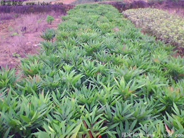 <a href='http://www.wuzhouwash.com/linmuzhongzi/1811.html' target='_blank'>十大功勞種子</a>