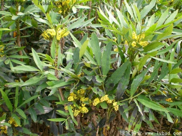 十大功勞<a href='http://www.wuzhouwash.com/' target='_blank'>種子</a>