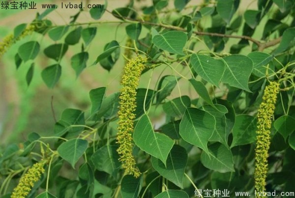 <a href='http://www.wuzhouwash.com/linmuzhongzi/1812.html' target='_blank'>烏桕種子</a>