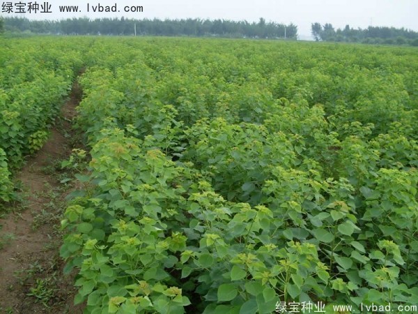 烏桕<a href='http://www.wuzhouwash.com/' target='_blank'>種子</a>