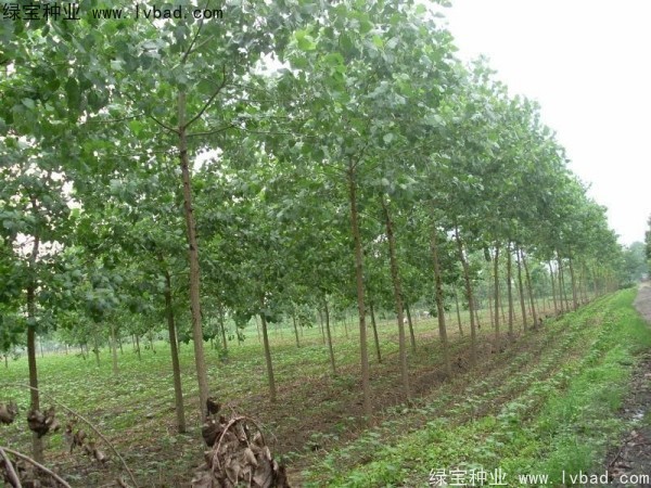 烏桕<a href='http://www.wuzhouwash.com/' target='_blank'>種子</a>