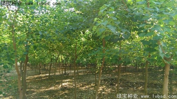 <a href='http://www.wuzhouwash.com/linmuzhongzi/1812.html' target='_blank'>烏桕種子</a>