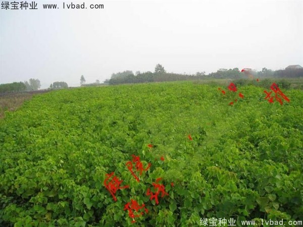 <a href='http://www.wuzhouwash.com/linmuzhongzi/1812.html' target='_blank'>烏桕種子</a>