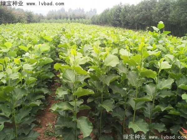 <a href='http://www.wuzhouwash.com/linmuzhongzi/1813.html' target='_blank'>玉蘭種子</a>