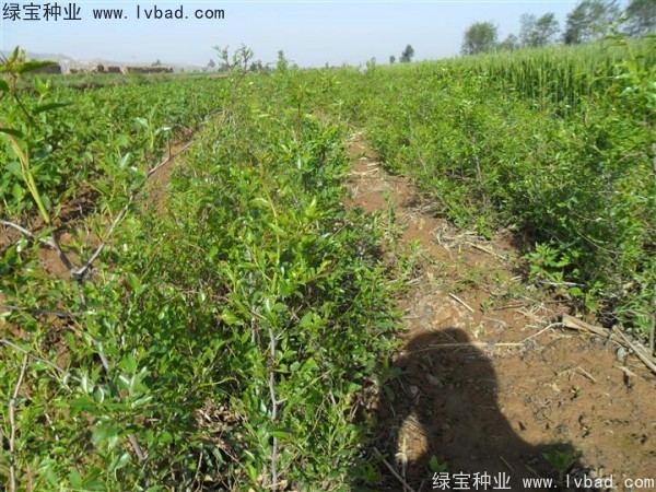 <a href='http://www.wuzhouwash.com/linmuzhongzi/1814.html' target='_blank'>棗樹</a>