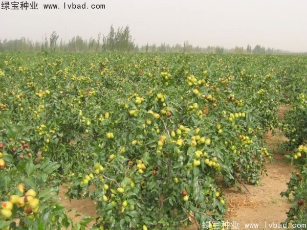 <a href='http://www.wuzhouwash.com/linmuzhongzi/1814.html' target='_blank'>棗樹</a>
