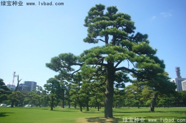日本<a href='http://www.wuzhouwash.com/linmuzhongzi/1716.html' target='_blank'>黑松種子</a>