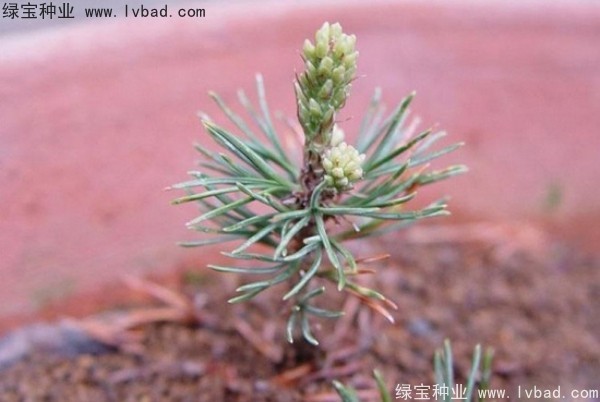 <a href='http://www.wuzhouwash.com/linmuzhongzi/1817.html' target='_blank'>五針?biāo)?/a><a href='http://www.wuzhouwash.com/' target='_blank'>種子</a>