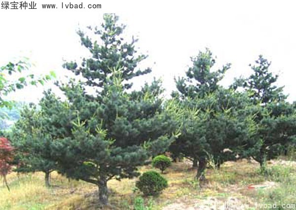 <a href='http://www.wuzhouwash.com/linmuzhongzi/1817.html' target='_blank'>五針?biāo)煞N子</a>