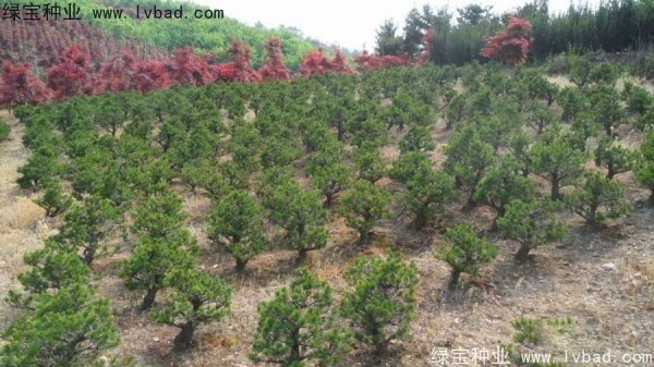 五針?biāo)?a href='http://www.wuzhouwash.com/' target='_blank'>種子</a>