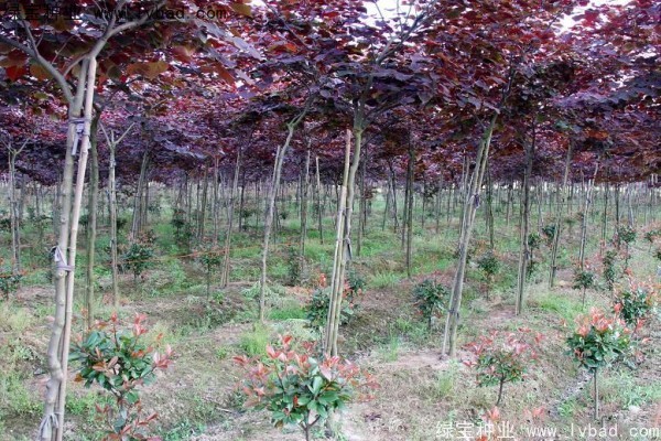 <a href='http://www.wuzhouwash.com/linmuzhongzi/1818.html' target='_blank'>紅葉紫荊種子</a>