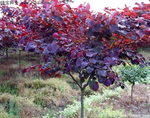 <a href='http://www.wuzhouwash.com/linmuzhongzi/1818.html' target='_blank'>紅葉紫荊</a><a href='http://www.wuzhouwash.com/' target='_blank'>種子</a>